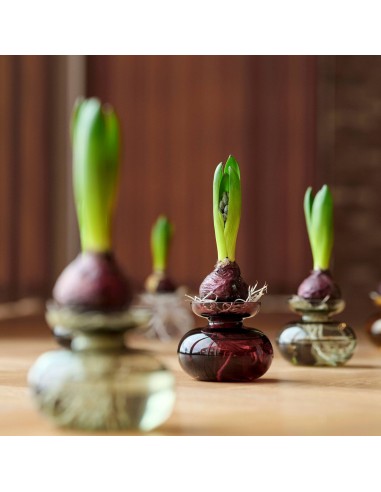 Florero Inu - Plum
